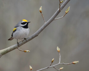 Golden-winged Warbler (Vermivora chrysoptera),  is a New World warbler. It breeds in southeastern and south-central Canada and in the Appalachian Mountains in northeastern, north-central United States