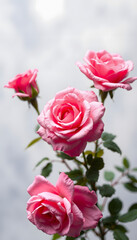 Fototapeta premium Beautiful pink roses on blurred background, Paper Cutout style. with white shades