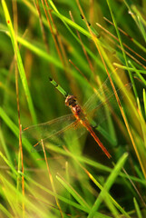 dragonfly on the grass