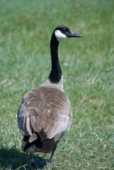 goose on the grass