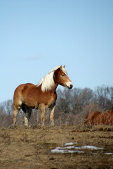 horse in the field