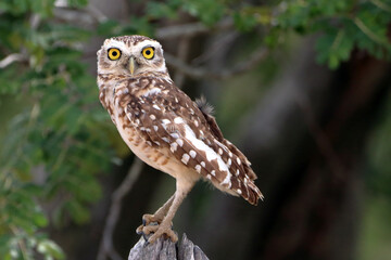  Photo of an isolated Burrowing Owl (Athene cunicularia) perched on a fence
