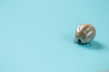 Tick ​​on a Blue background.Carrier of Lyme disease and encephalitis. 