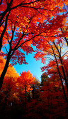 Autumn forest background. Vibrant color tree, red orange foliage in fall park. Nature change scene. Yellow leaves in october season Sun in blue sky Sunny day weather, bright light banner, border fra