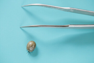 Tick ​​on a Blue background.Carrier of Lyme disease and encephalitis. Close-Up of a Tick and...