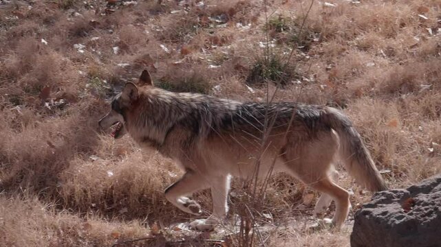 Mexican Wolf Running Slow Motion