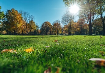 Vibrant Autumn Landscape with Colorful Trees, Bright Sunlight and Lush Green Grass in a Serene Park Setting