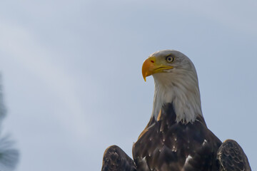Close Up of a Majestic Bald Eagle