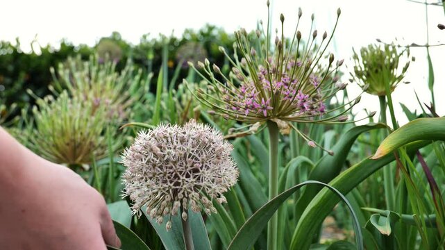 Allium karataviense and Allium schubertii in allarium .roundhead flowering onions family Alliaceae.Decorative purple onion in hands in summer garden.Womens hands hold a blooming onion.