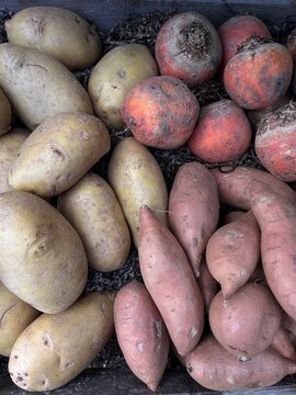 Root Vegetable Variety