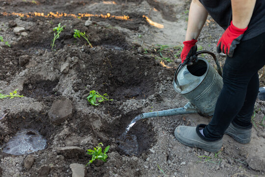moistening holes for planting plants