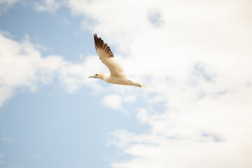 island birds