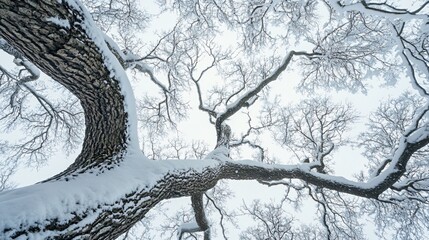 Beautiful Tree Crown in Winter Season - High Quality Stock Photo