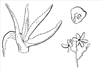 Illustrations vectorielles de plantes et fleurs - dessins à la main en noir et blanc 