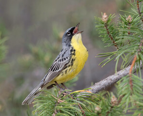 Kirtland Warbler (Setophaga kirtlandii) , jack pine bird, or the jack pine warbler, is a small songbird of the New World warbler family.