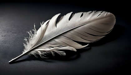 Close Up of a White Feather on a Dark Surface Detail and Texture