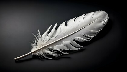 Single White Feather on Black Backdrop with Natural Light Texture and Detailed Design