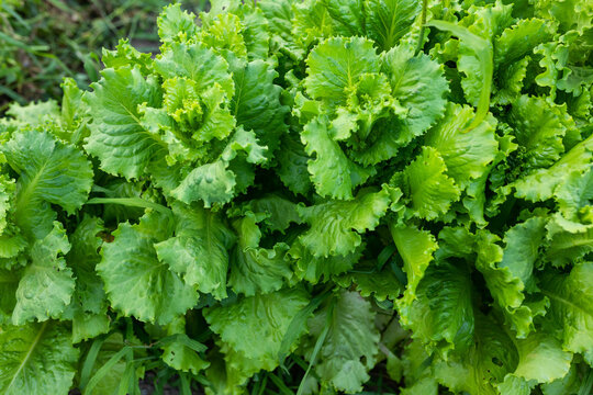 lettuce leaf background