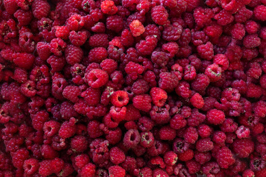 a lot of raspberries