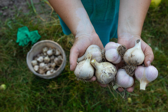  garlic in women's hands