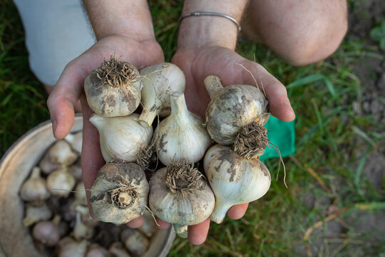  trimmed garlic