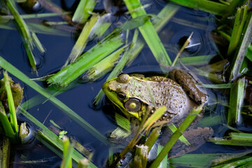 Frog in pond