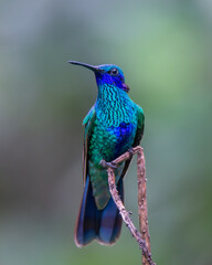 Fototapeta premium COLIBRI CHILLON