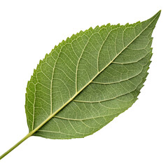 Fototapeta premium Green Leaf with Transparent Background Generative AI