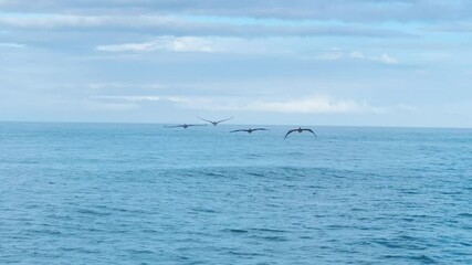 Capture the breathtaking view of pelicans soaring over the sparkling blue waters of Costa Rica. This stunning scene showcases natures beauty in highresolution 4K, perfect for nature lovers