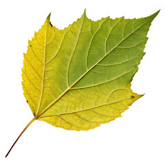Fototapeta premium Green Leaf Yellow Leaf Red Leaf with Transparent Background Generative AI