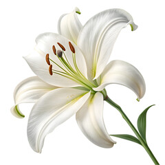 White Lily Flower: Image, Stock Photo, HD on transparent background