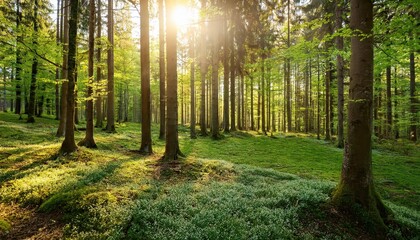 Luminous Spring Forest Vibrant Sunlight Filtering Through Trees in a Fresh Green Canopy, Capturing Lifes Renewal and Serenity