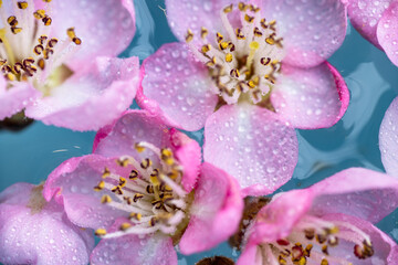 Close up of Beautiful Pink Peach Tree Blossoms