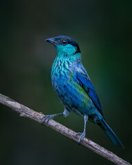 Obraz premium tANGARA CAPIROTADA