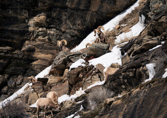 Rams Relaxing