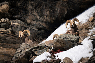 Nevada Rams Relaxing