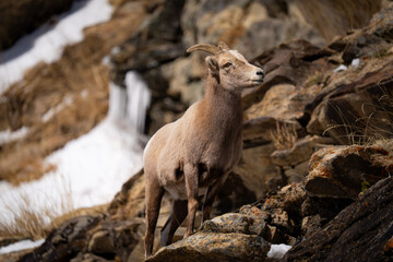 Obraz premium Female Horned Sheep