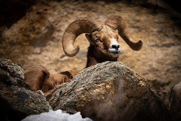 Ram Big Horn Nevada