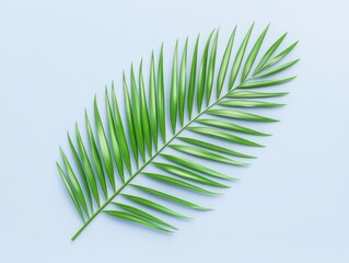 Obraz premium Lush green palm leaf isolated on soft blue background, perfect for tropical themes