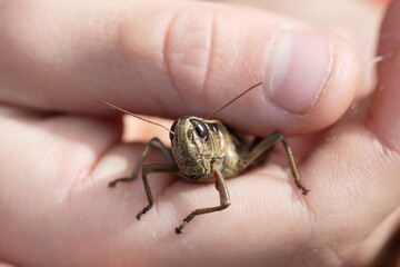 Child catching a grasshopper insects © JACQUELYN