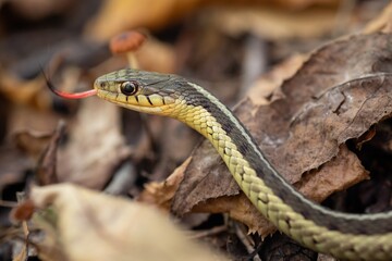 Garter snake with tongue showing