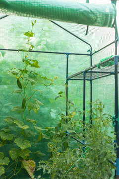 part of a greenhouse