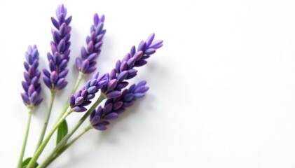 Fototapeta premium Fresh lavender sprigs with single branches on white, white, single