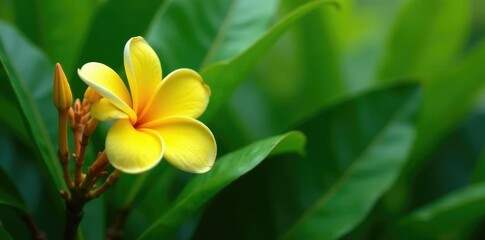 Obraz premium Green foliage surrounds yellow frangipani blossom, leaves, blossom