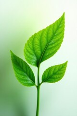 Green leaf isolated on white background with soft focus effect, botanical, botany