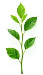 Obraz premium Green stem with leaves isolated on white background, foliage, leaves, flowers