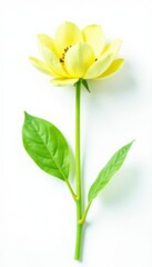 Fototapeta premium Green stem with single leaf isolated on white background, flower, plants, greenery