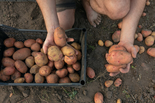  potato boron process