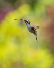 eRMITAÑO VERDE