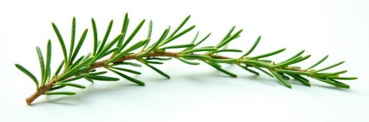 Fototapeta premium Sprigs of fresh rosemary on a white background, nature, foliage, garden